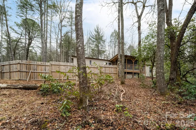 a view of a forest with a tree