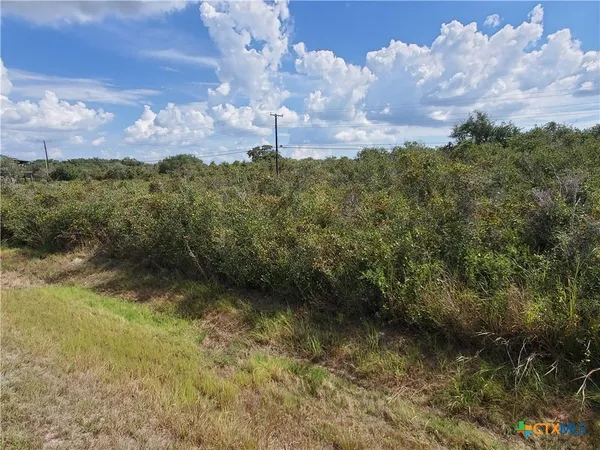 a view of a bunch of flowers
