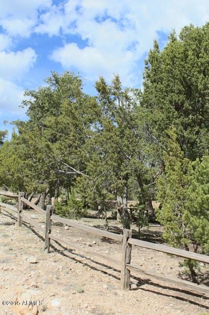 2119 Blue Jay Road Overgaard, AZ 85933 - Photo 26 of 28 a view of a yard with an trees