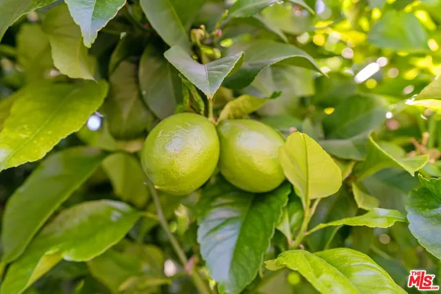 a view of a tree in a yard