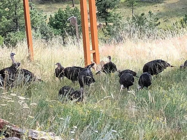 $695,000 | 783 Chimney Rock Drive, Livermore, CO 80536