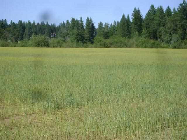 Xx Xx Herman Road, Unit B Deer Park, WA 99006 - Photo 10 of 12