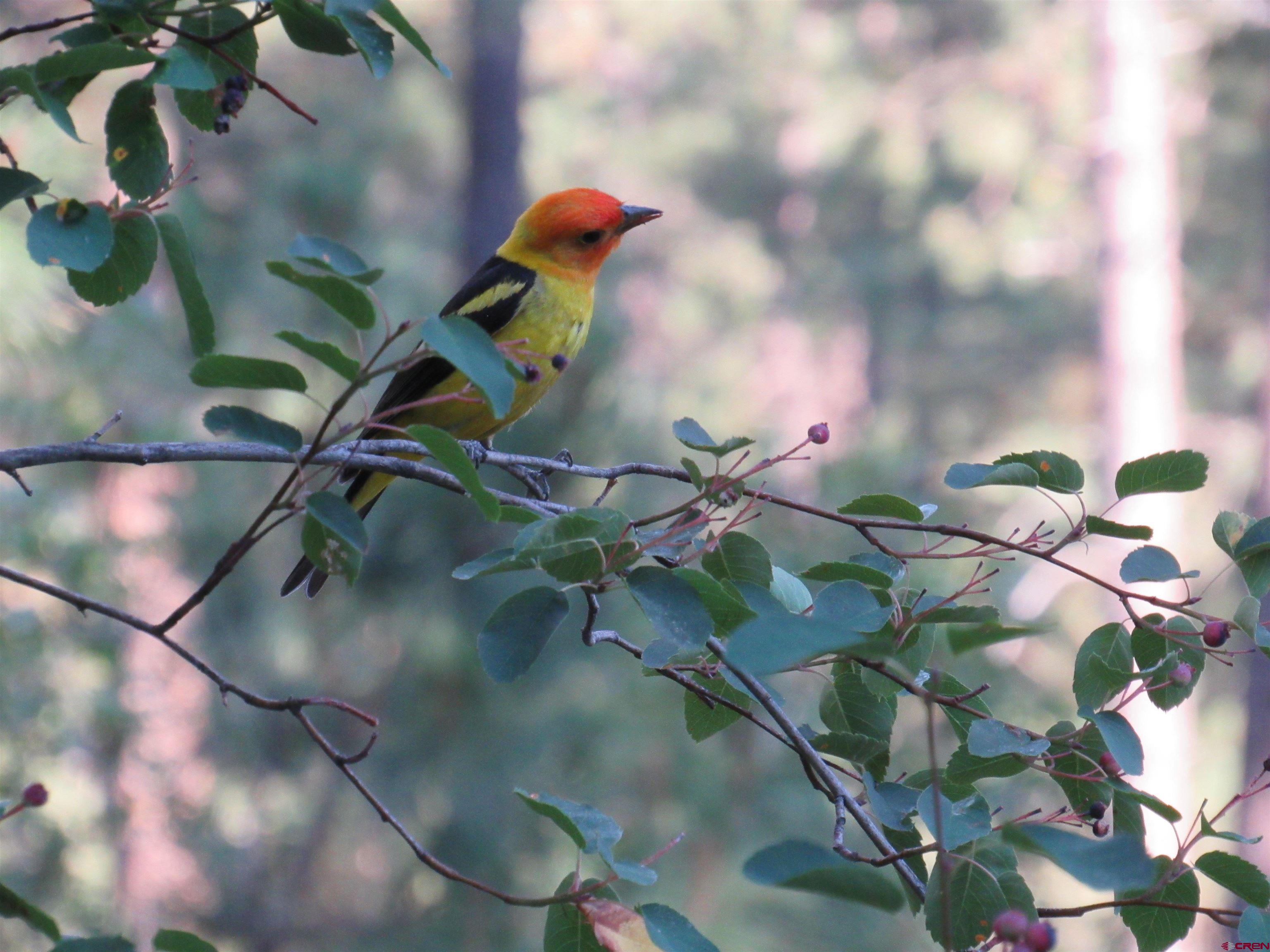 121 Green Ridge Drive Bayfield, CO 81122 - Photo 25 of 25