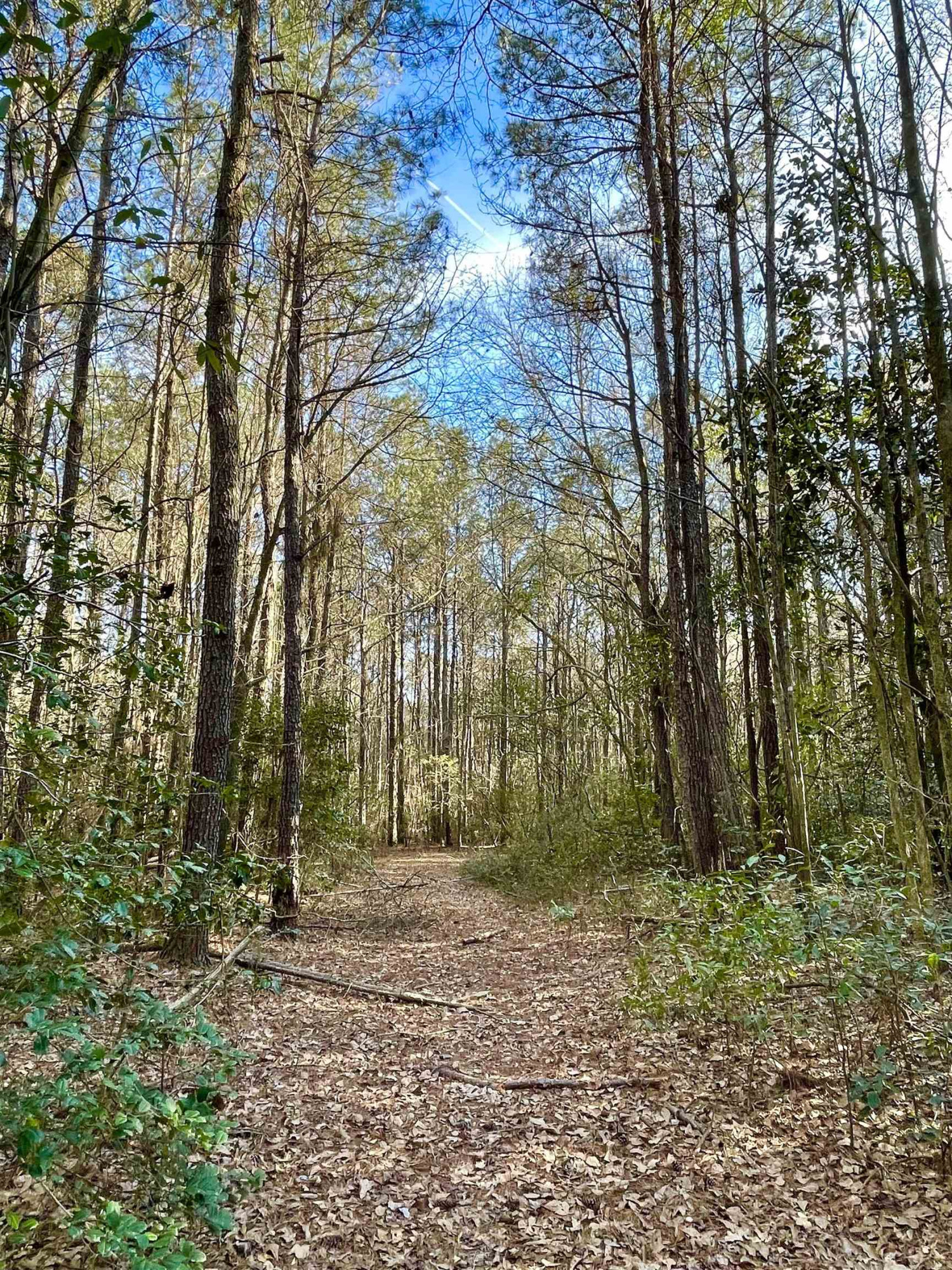 1795 Bowdens Road Warsaw, NC 28398 - Photo 8 of 26 Access Paths