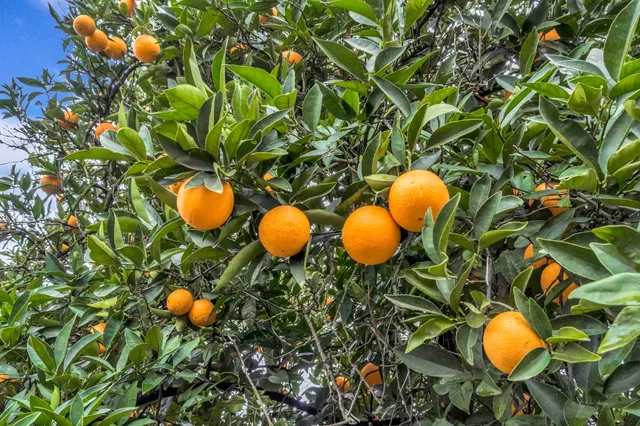 $1,590,000 | 14721 East Tulare Avenue, Sanger, CA 93657