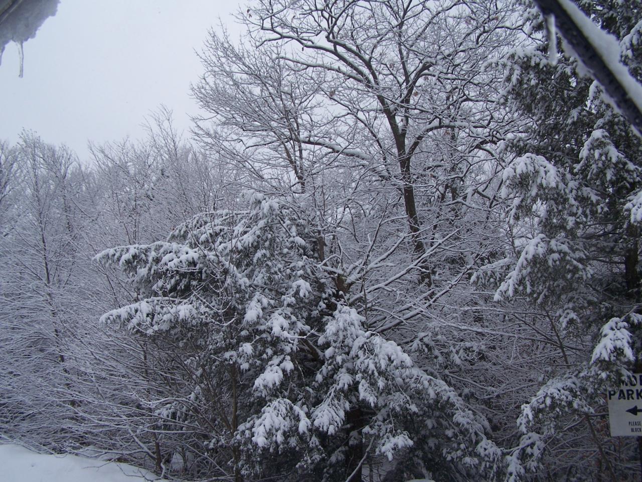 365 Longmountain Road Otis, MA 01253 - Photo 1 of 1 a view of a forest with lots of trees