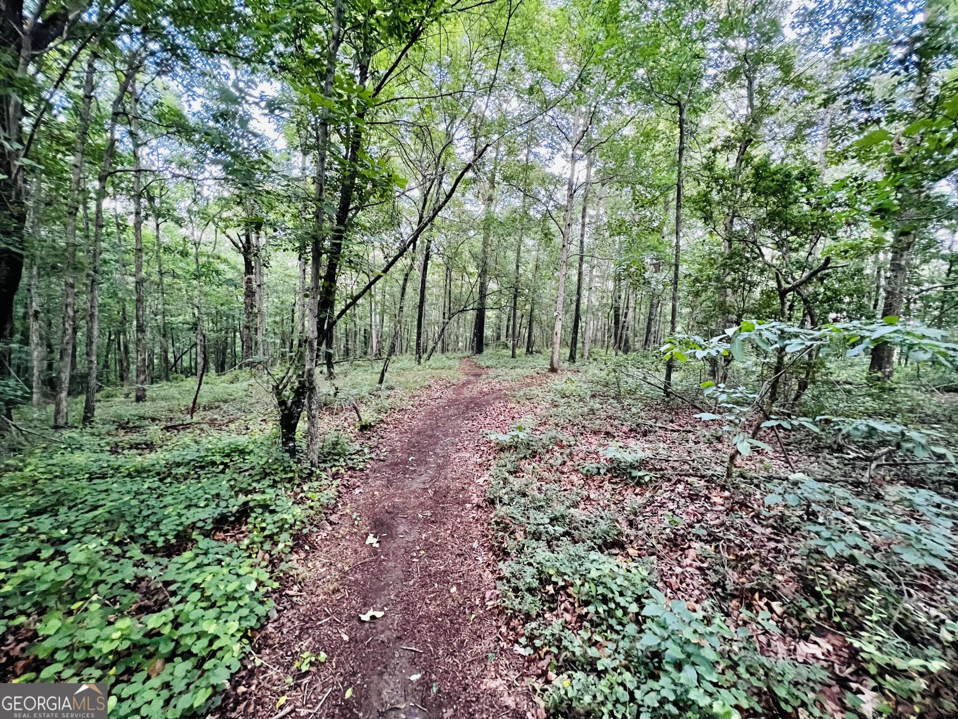 285 Wolf Den Road Royston, GA 30662 - Photo 48 of 60 a big yard with lots of green space and deers