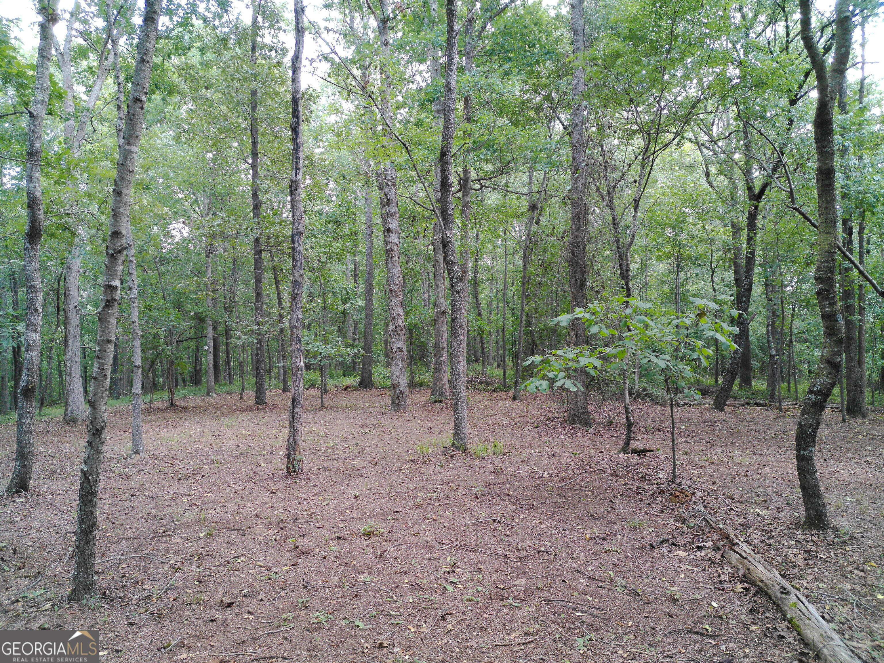 285 Wolf Den Road Royston, GA 30662 - Photo 49 of 60 a view of outdoor space with trees