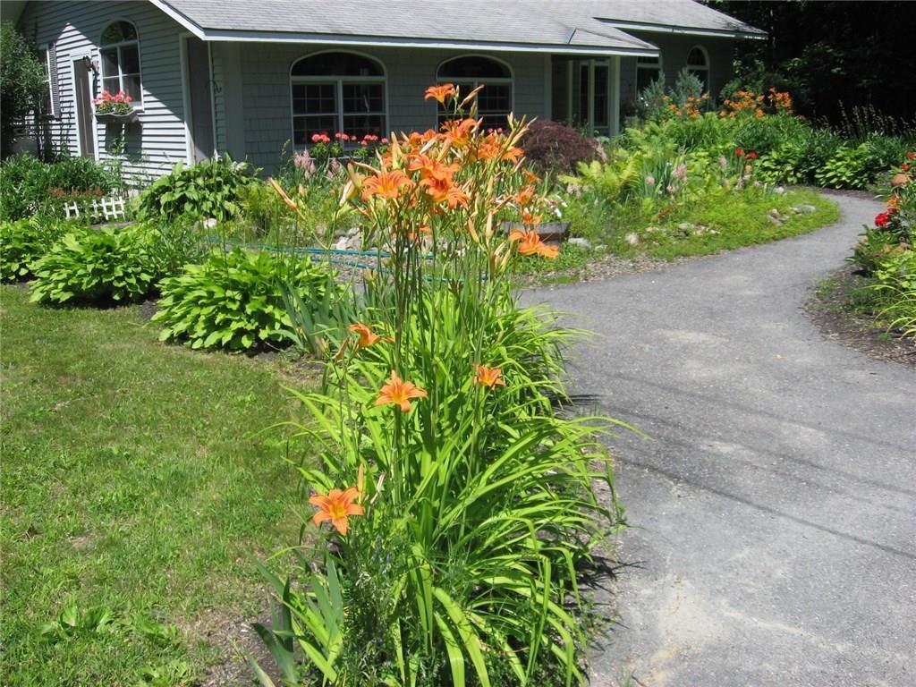 382 Ridge Road Fairfield, ME 04937 - Photo 23 of 25 Tiger lilies in full bloom