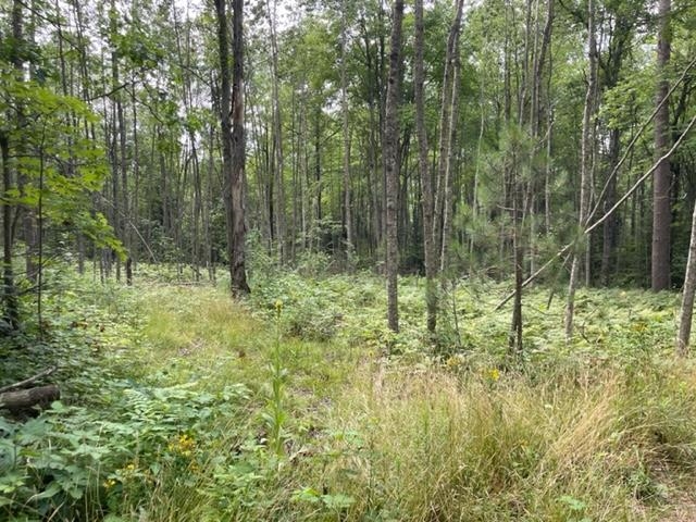 80-acres East Pierce Road Harrison, MI 48625 - Photo 12 of 33