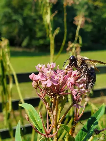 $790,000 | 42 Windam Pl Drive, St. Charles, MO 63304