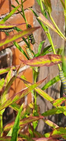 $790,000 | 42 Windam Pl Drive, St. Charles, MO 63304