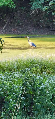 $790,000 | 42 Windam Pl Drive, St. Charles, MO 63304