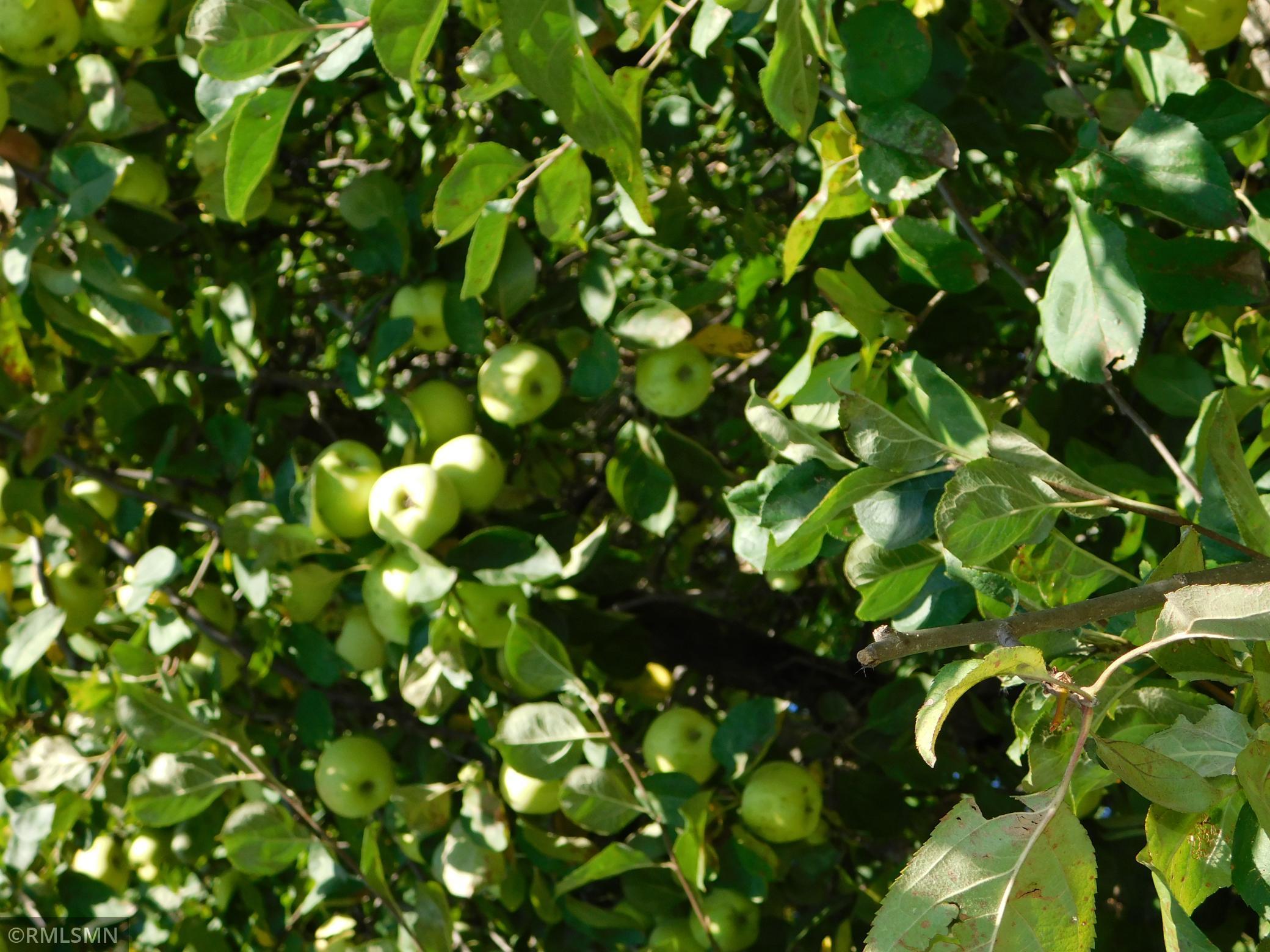 40559 321st Lane Aitkin, MN 56431 - Photo 83 of 105