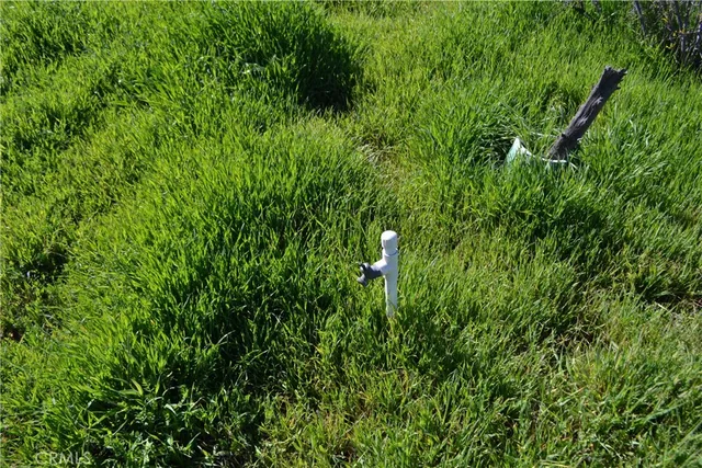 a view of a plant in a garden