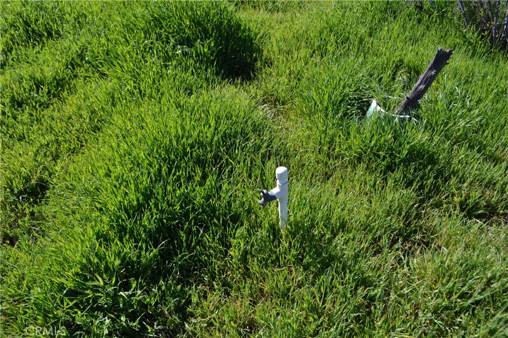 29580 Patelli Way Menifee, CA 92585 - Photo 12 of 38 a view of a plant in a garden
