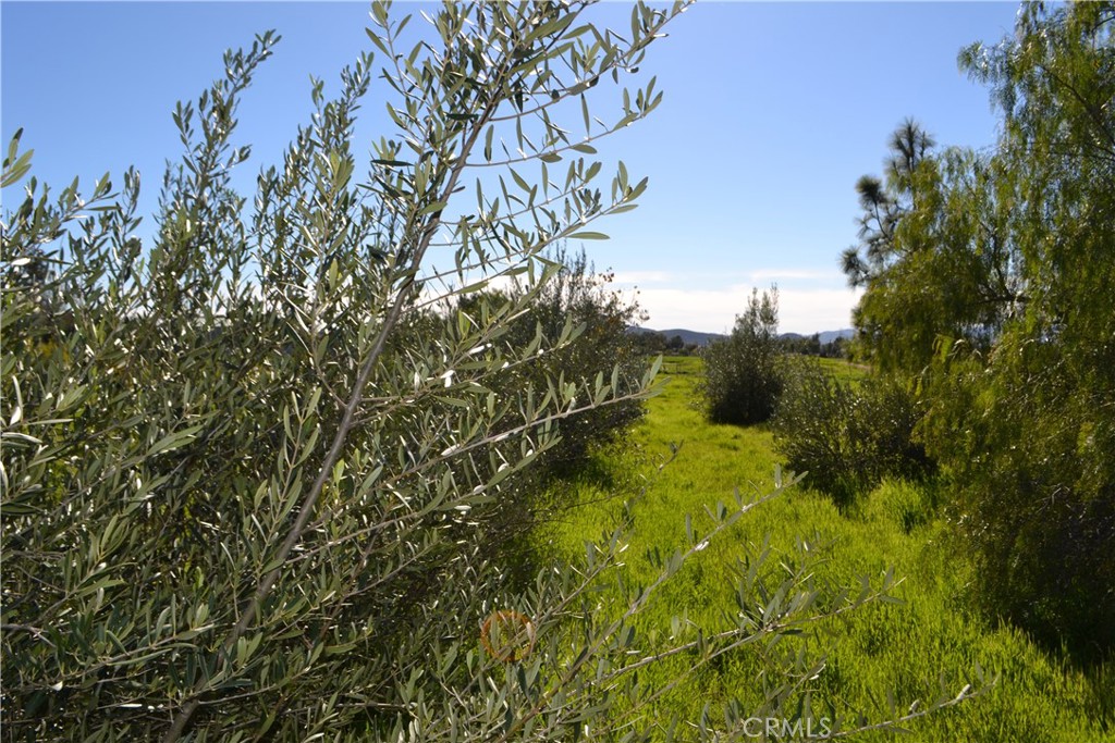 29580 Patelli Way Menifee, CA 92585 - Photo 20 of 38 a view of a yard with a tree