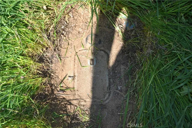 a view of a plant in a garden