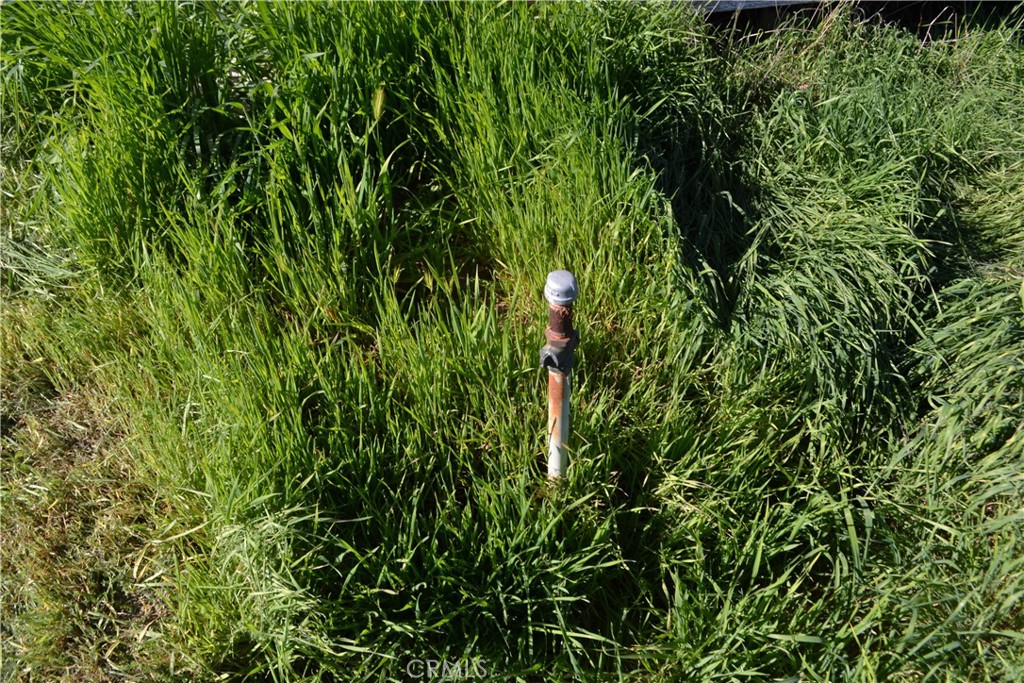 29580 Patelli Way Menifee, CA 92585 - Photo 29 of 38 a view of a plant in a garden