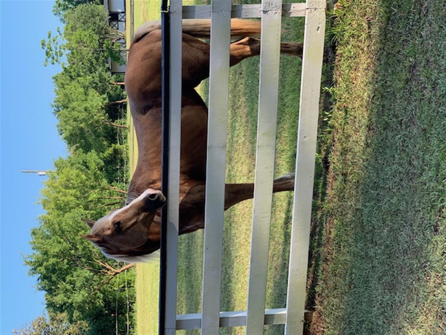 558 West Butternut Road Summerville, SC 29483 - Photo 37 of 54 37- Horse (Large)