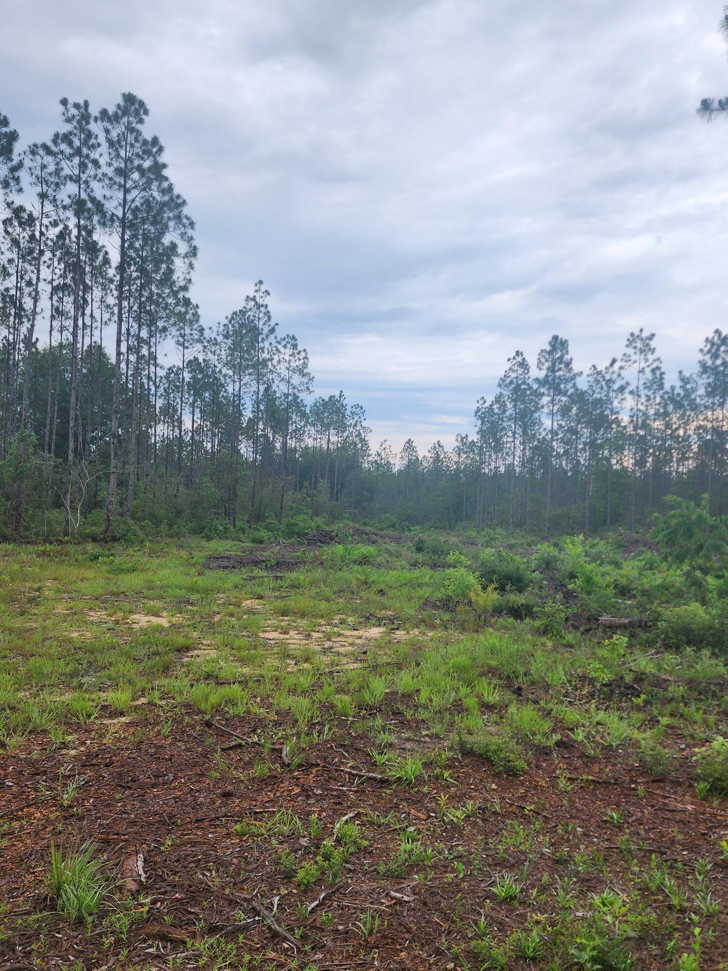 a view of outdoor space with green space