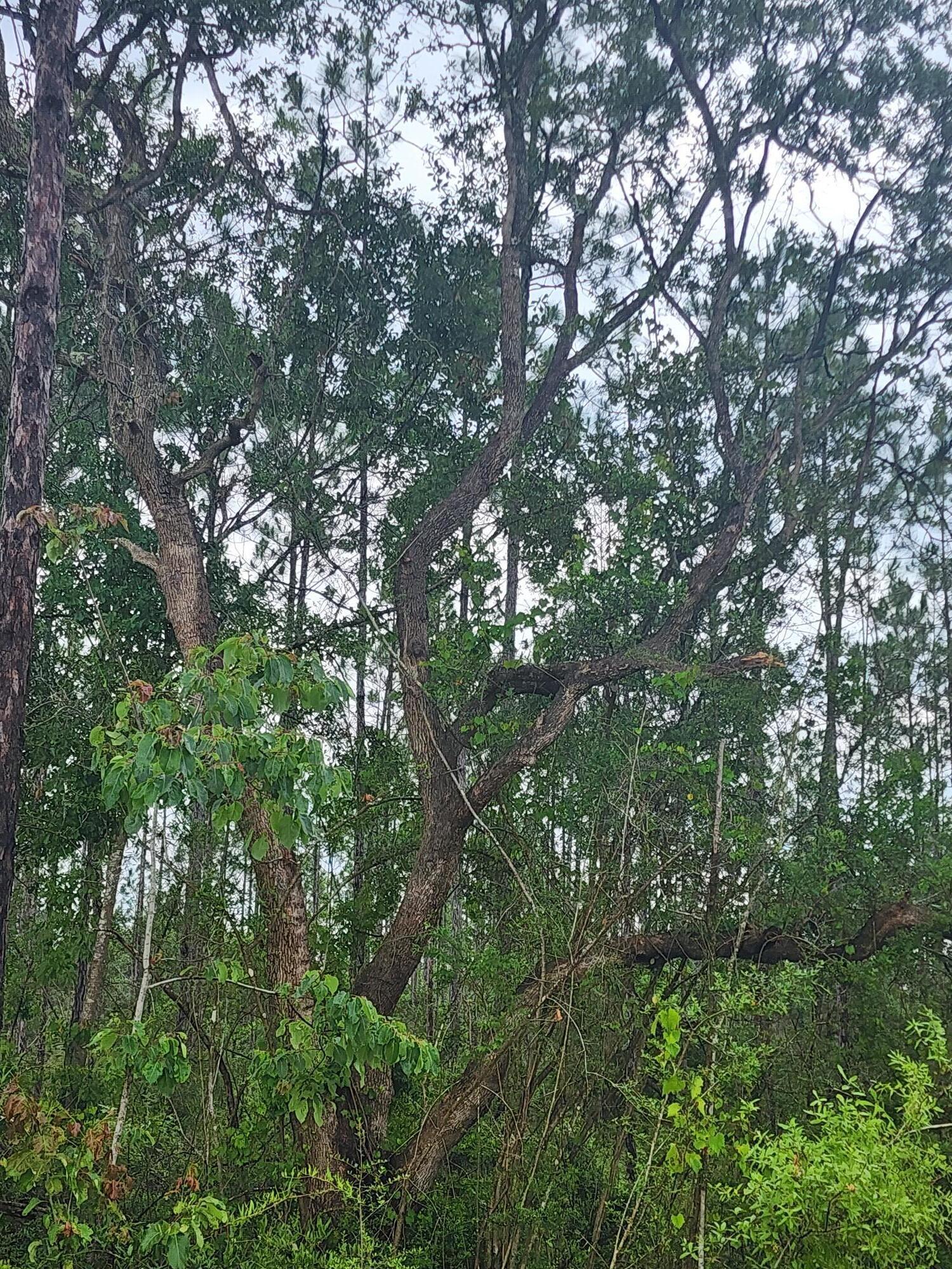 7 Long Road DeFuniak Springs, FL 32433 - Photo 2 of 3 a view of a lush green forest