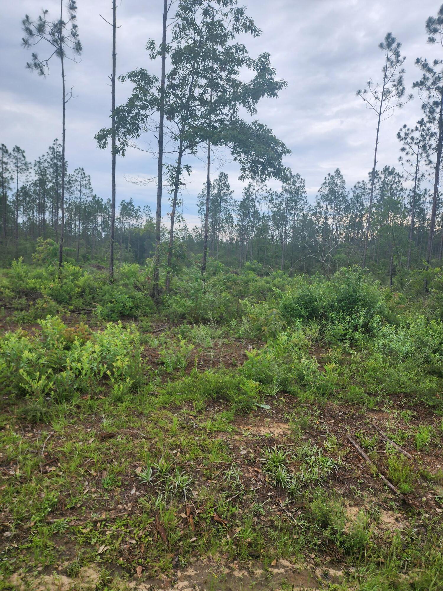 7 Long Road DeFuniak Springs, FL 32433 - Photo 3 of 3 a view of a backyard