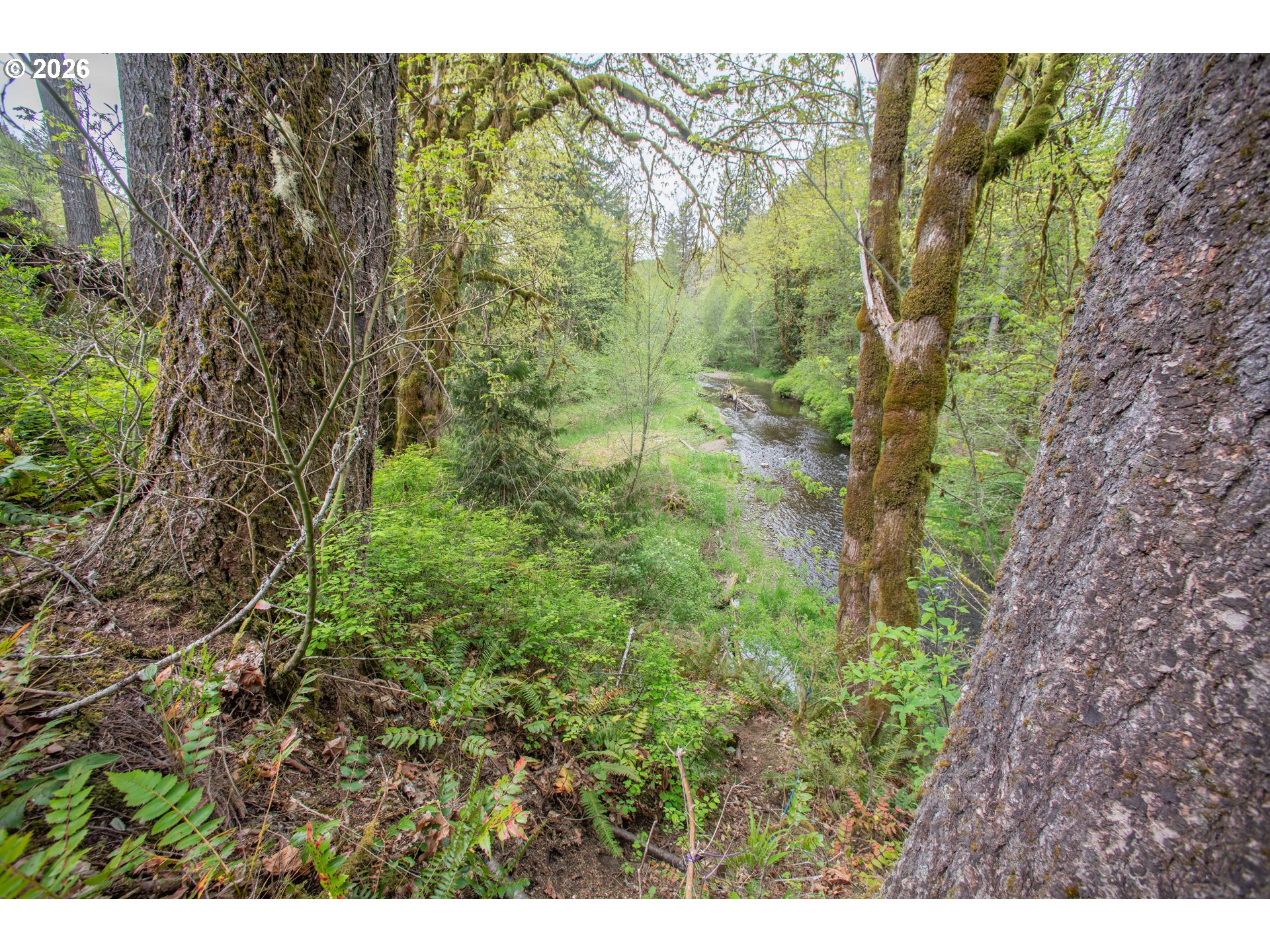 60045 Northwest Railroad Avenue Timber, OR 97144 - Photo 38 of 41 a view of a forest