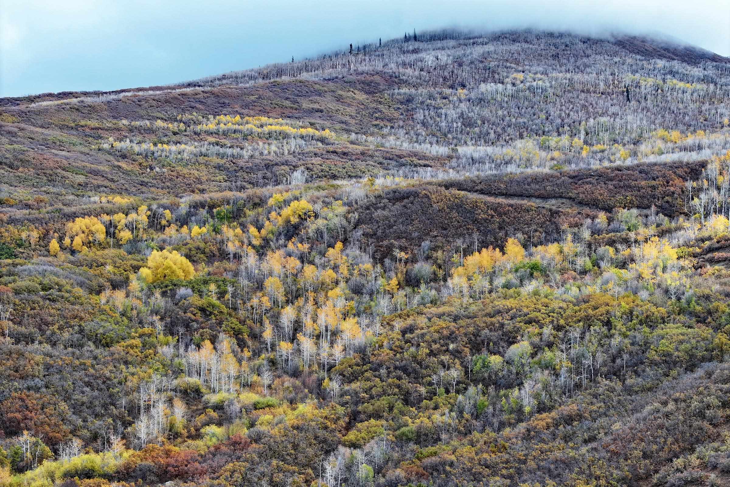 10822-60 60 75/100 Road Collbran, CO 81624 - Photo 41 of 42 a view of a yard with a tree