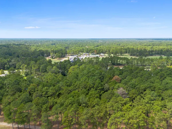 a view of a forest with a tree