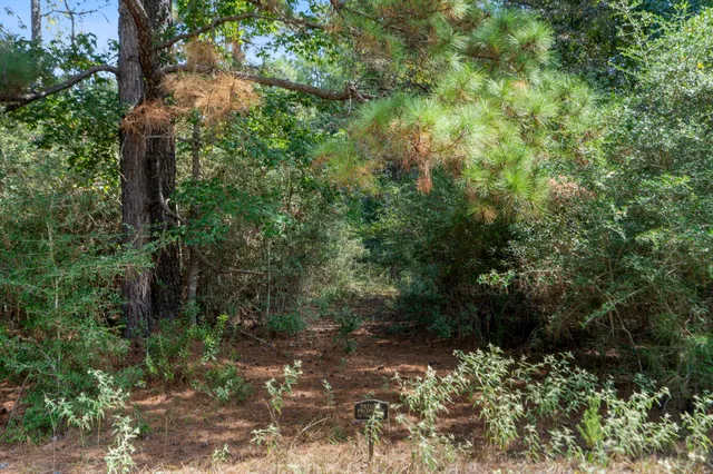 a view of a forest with a tree