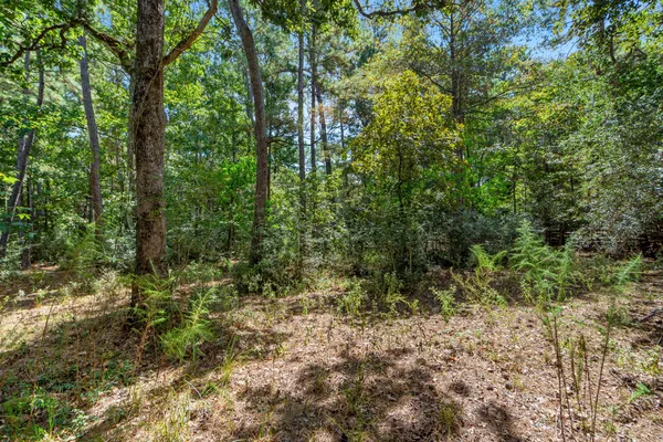 a view of a forest filled with trees