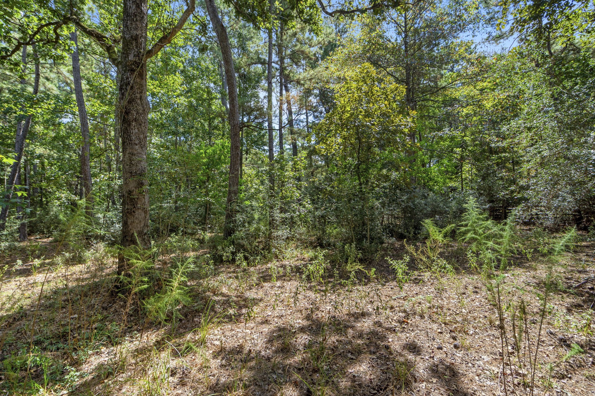 37432 Clubhouse Lane Magnolia, TX 77355 - Photo 13 of 30 a view of a forest with trees in the background