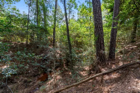 a view of a forest filled with trees