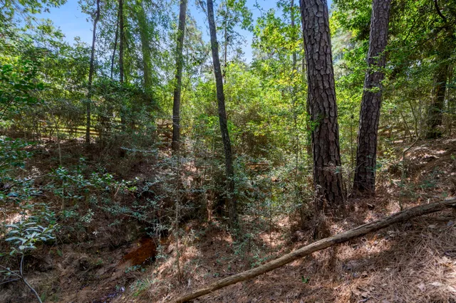 a view of a forest filled with trees