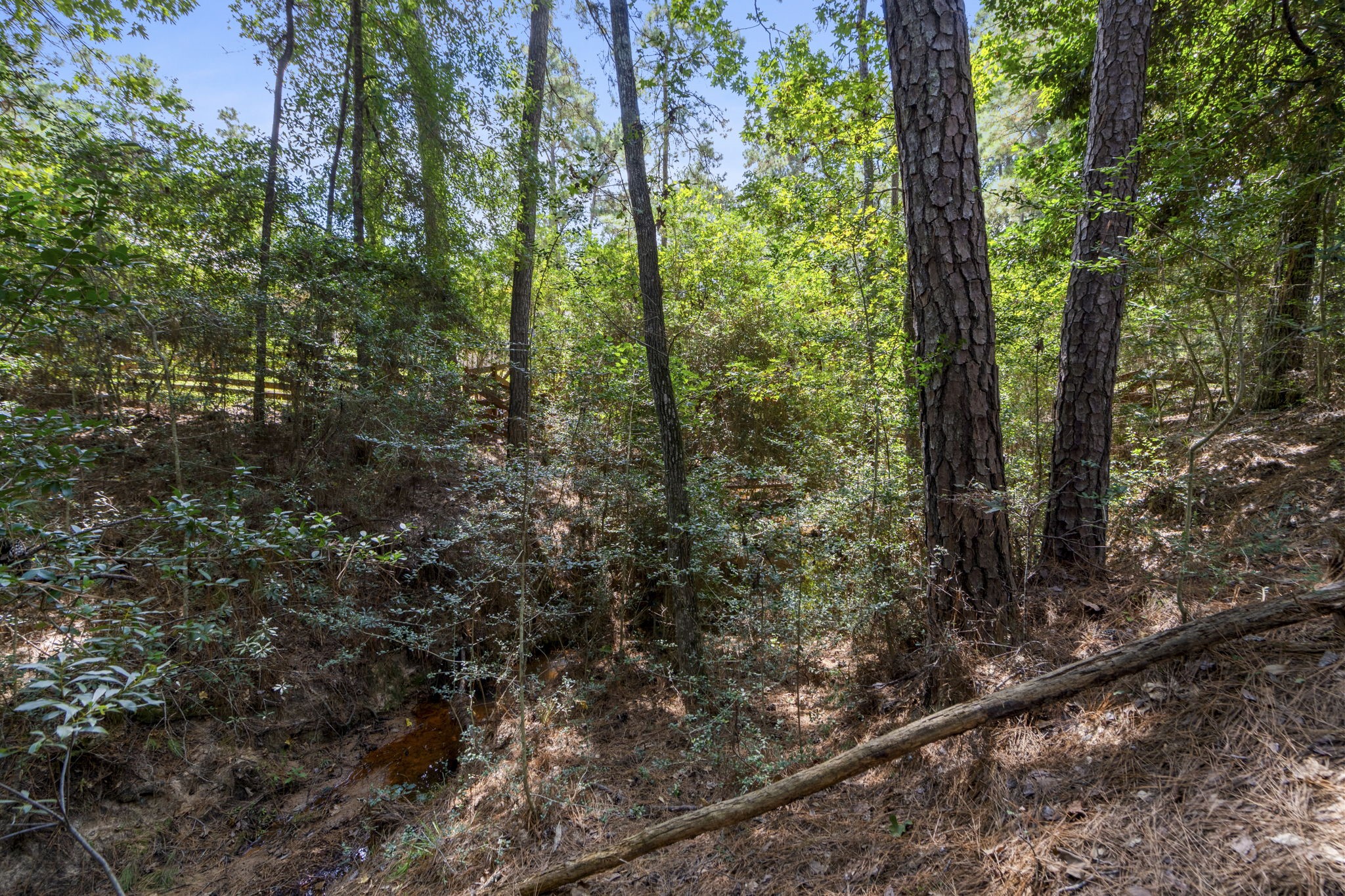 37432 Clubhouse Lane Magnolia, TX 77355 - Photo 14 of 30 a view of a forest filled with trees