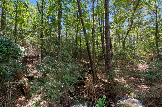 a view of a yard with a tree