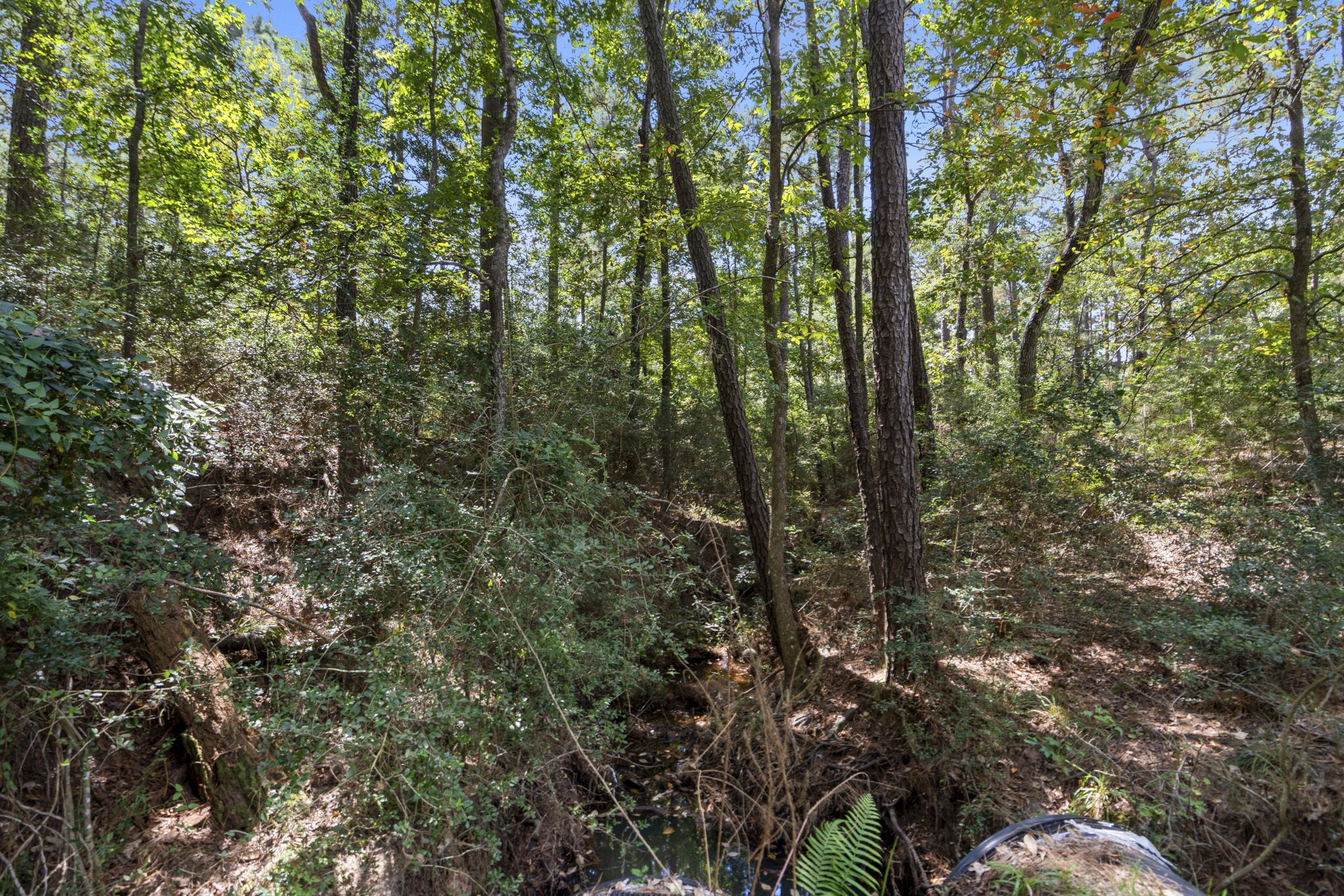 37432 Clubhouse Lane Magnolia, TX 77355 - Photo 15 of 30 a view of a yard with a tree