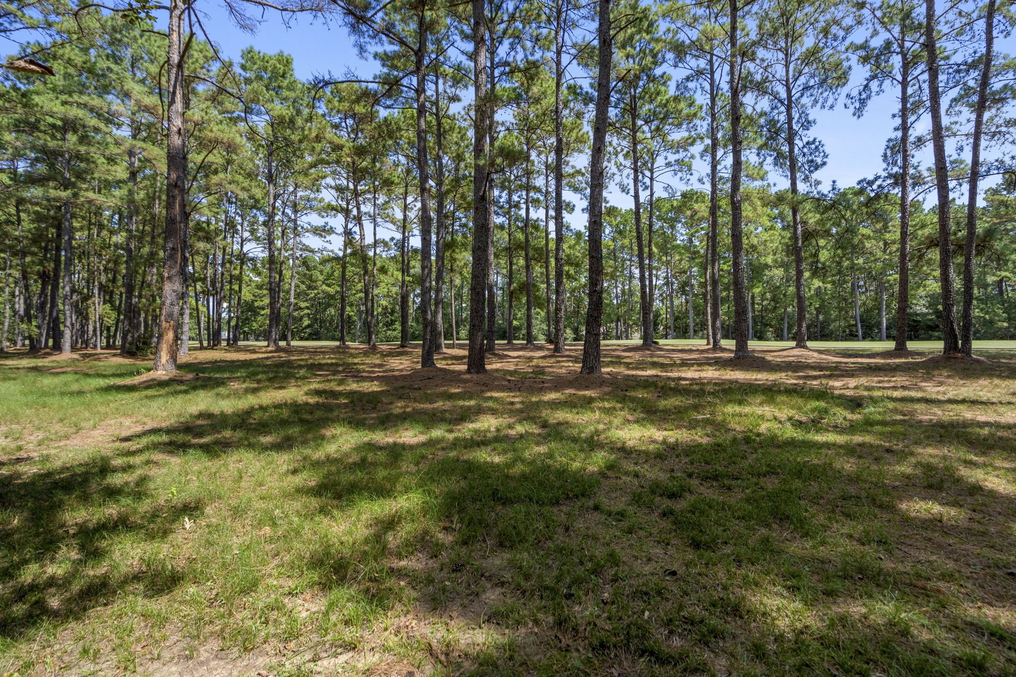 37432 Clubhouse Lane Magnolia, TX 77355 - Photo 17 of 30 a view of outdoor space with trees all around
