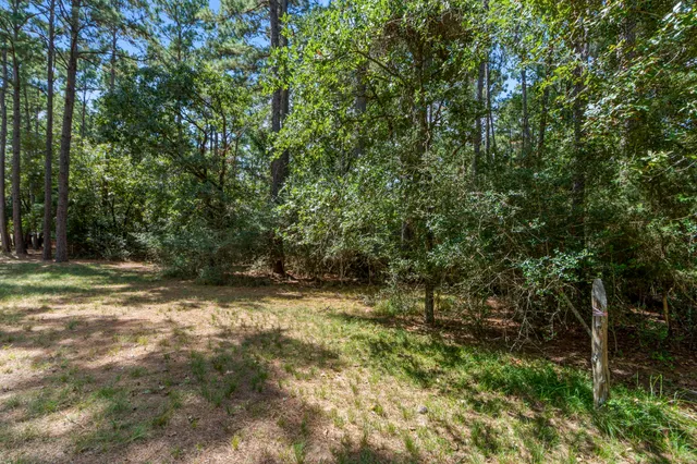 a view of a yard with plants and trees