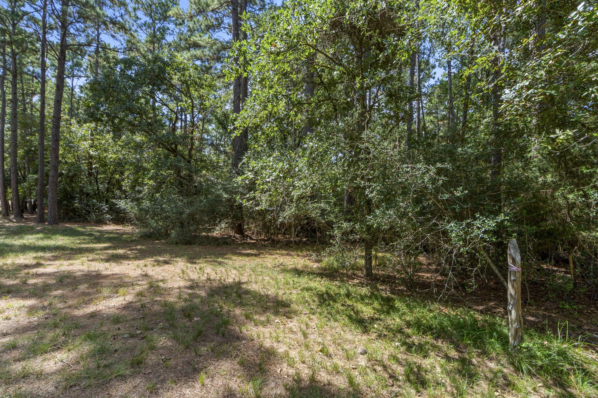 37432 Clubhouse Lane Magnolia, TX 77355 - Photo 18 of 30 a view of a yard with plants and trees