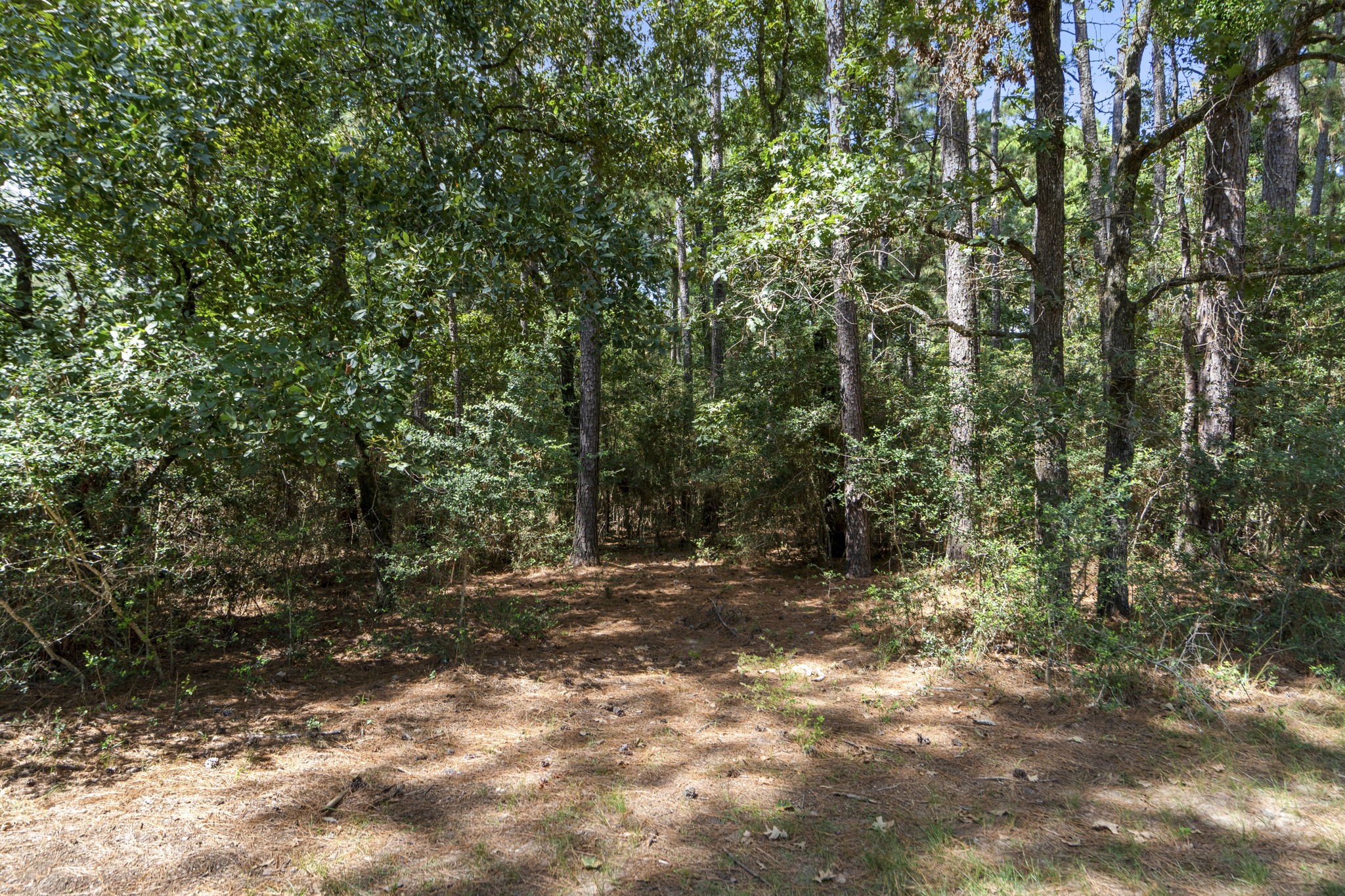 37432 Clubhouse Lane Magnolia, TX 77355 - Photo 20 of 30 a view of outdoor space and trees
