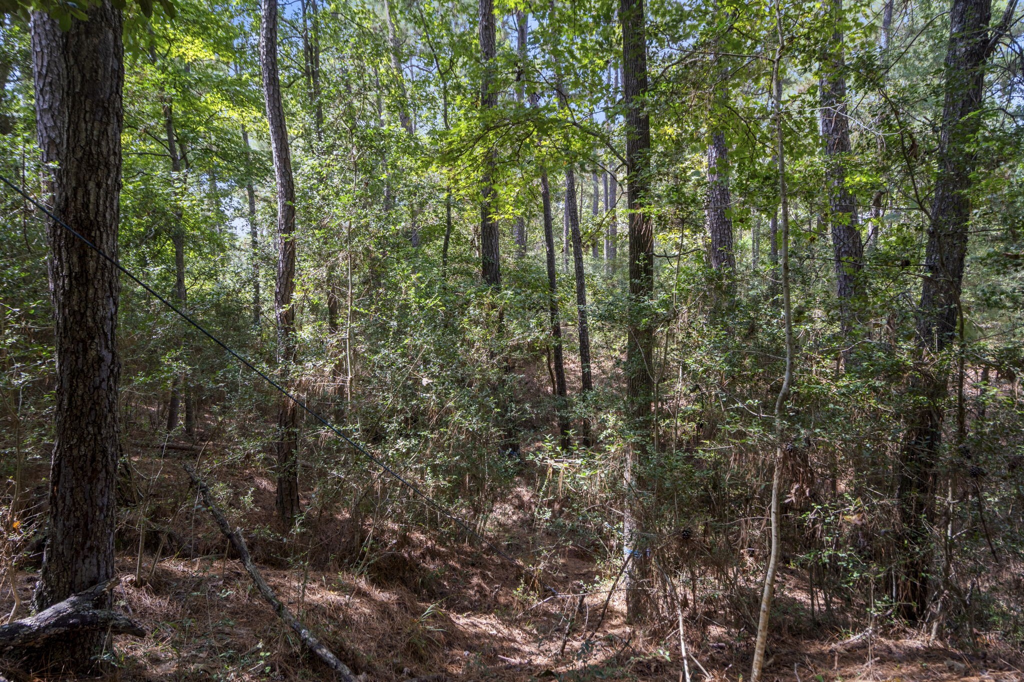 37432 Clubhouse Lane Magnolia, TX 77355 - Photo 21 of 30 a view of forest