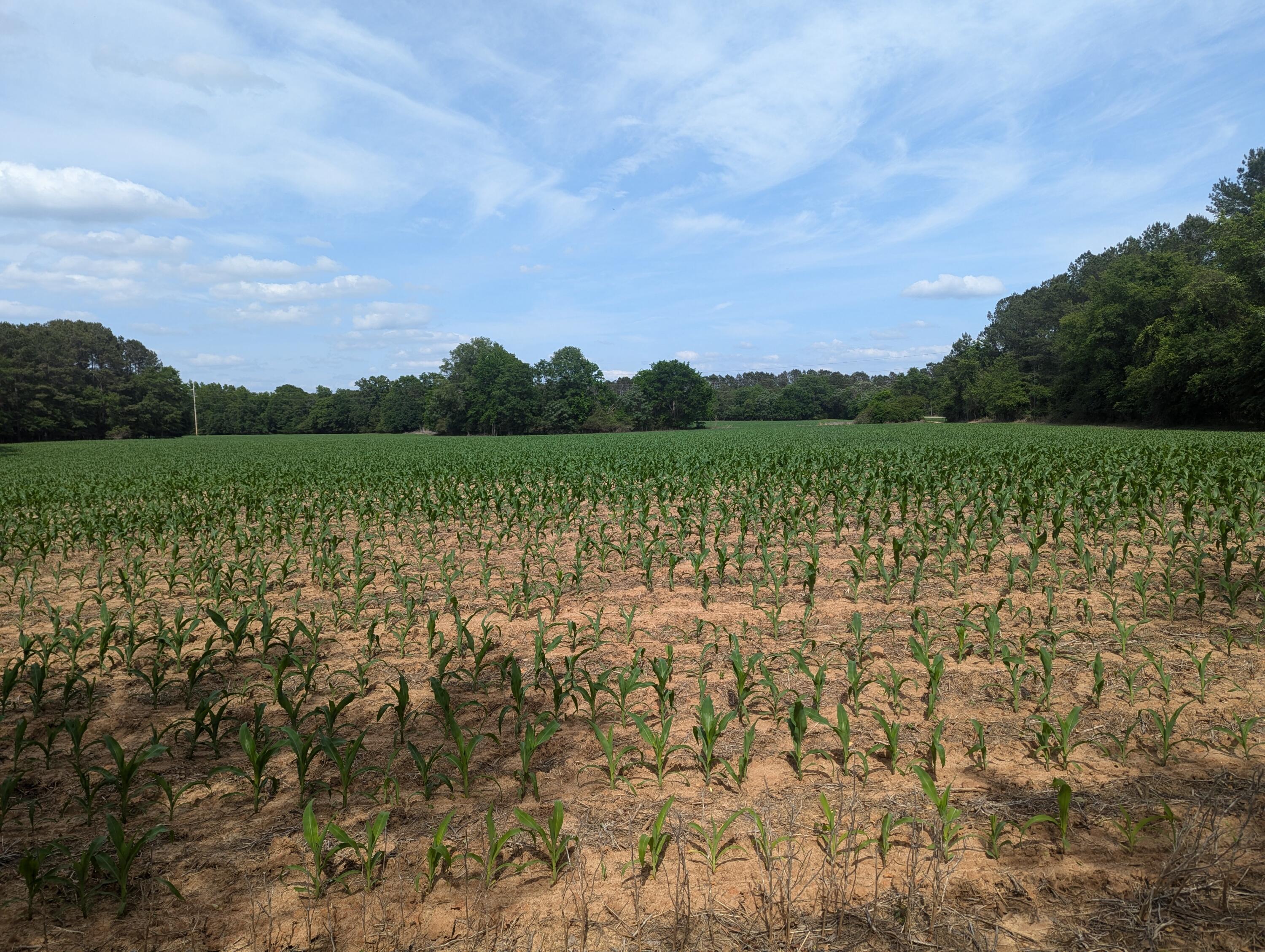 3 Rogers Road Manning, SC 29102 - Photo 11 of 12 PXL_20250421_193729811