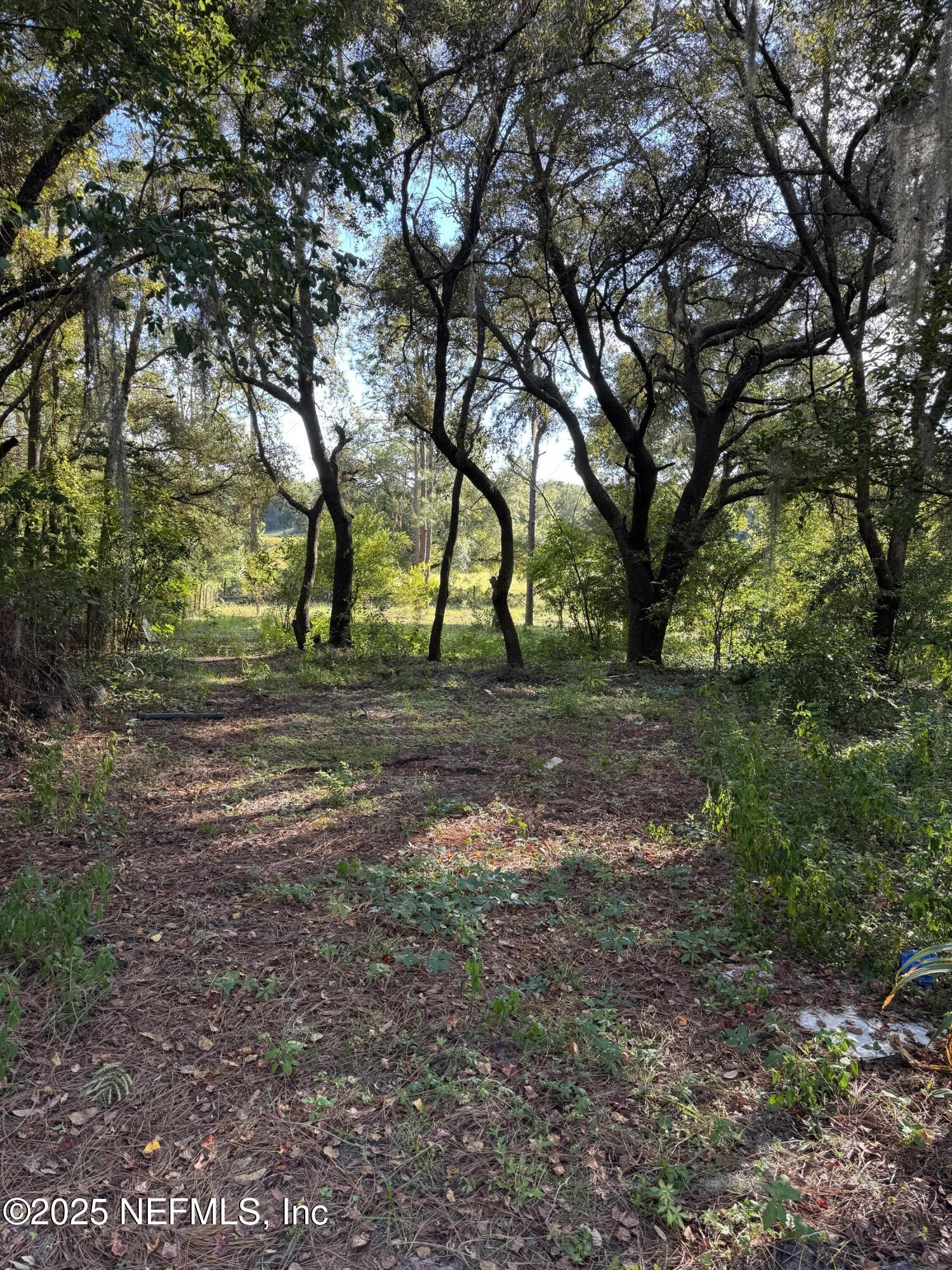 6081 Highway 100 Keystone Heights, FL 32656 - Photo 3 of 4 a view of dirt yard with a large tree