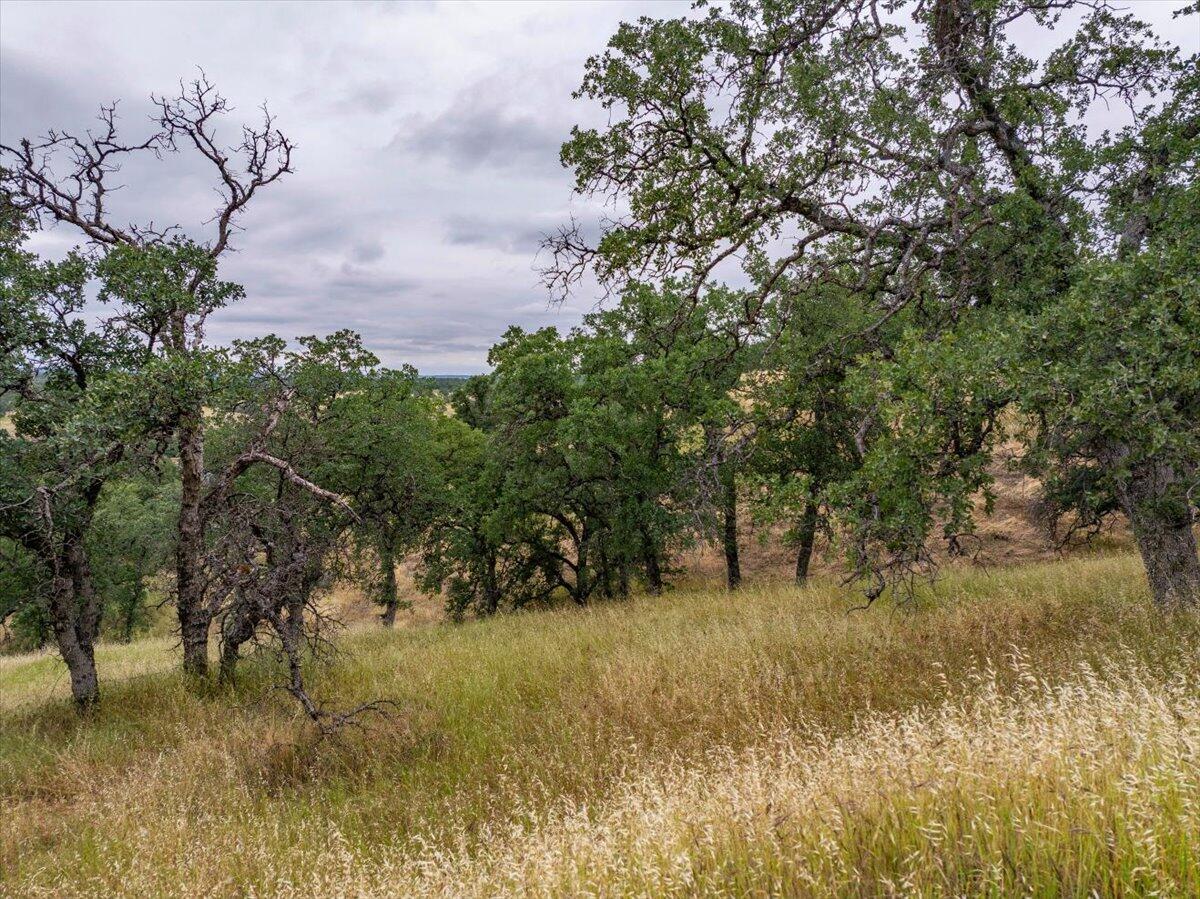 Paynes Creek Road Red Bluff, CA 96080 - Photo 3 of 17 a view of a yard with a tree