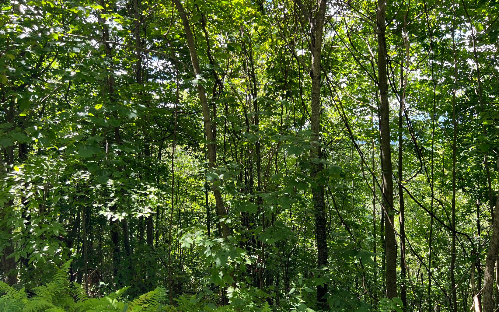 L87 Wolf Mountain Road Murphy, NC 28906 - Photo 17 of 26 Additional View