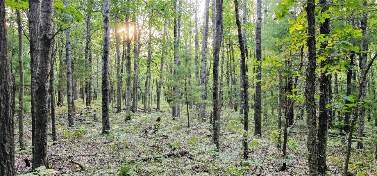 0 West Bauer Road Black River Falls, WI 54615 - Photo 2 of 9 Typical Terrain