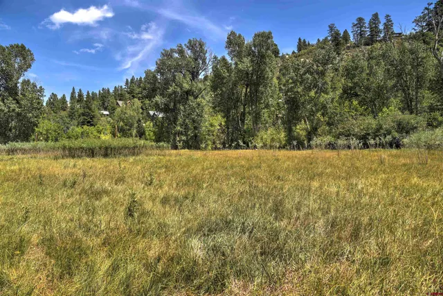 a view of a yard with a tree