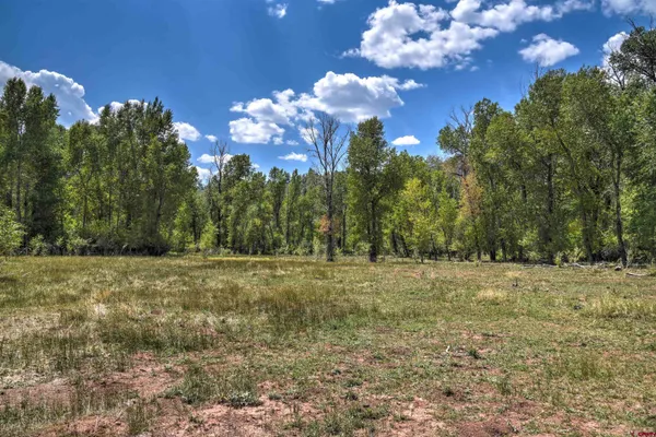 a view of a yard with large trees